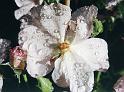 (46) old rose